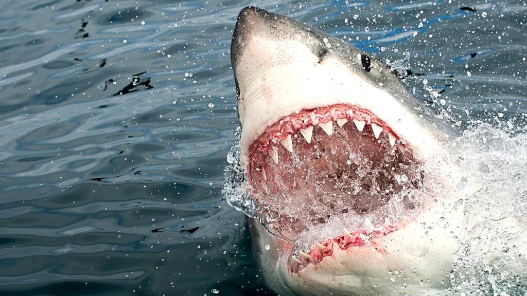 Где чаще всего нападают акулы?