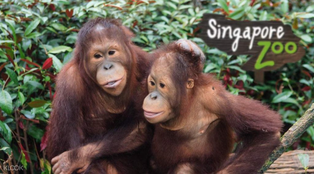 Жители сингапурского зоопарка